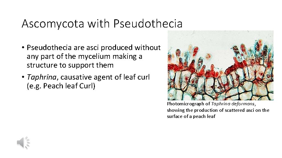 Ascomycota with Pseudothecia • Pseudothecia are asci produced without any part of the mycelium
