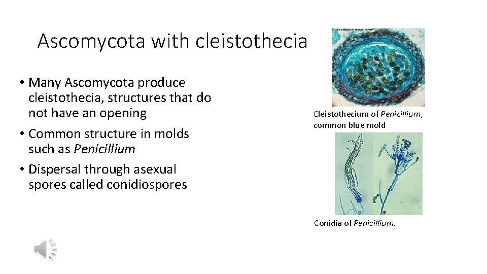 Ascomycota with cleistothecia • Many Ascomycota produce cleistothecia, structures that do not have an