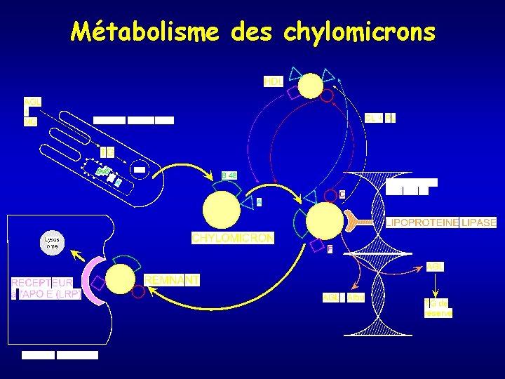 Métabolisme des chylomicrons 