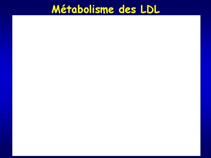 Métabolisme des LDL 