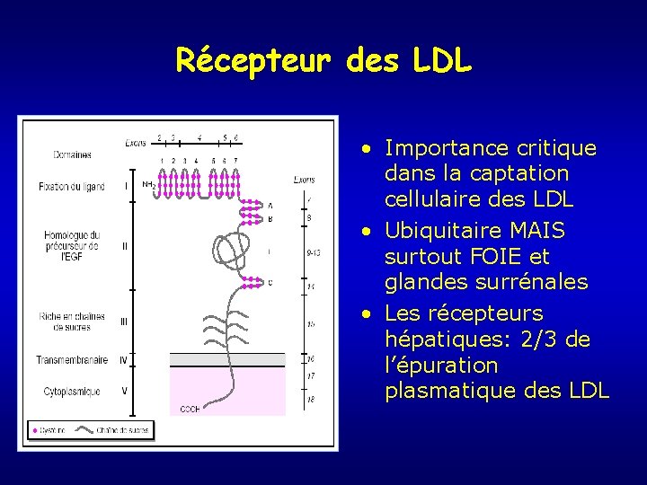 Récepteur des LDL • Importance critique dans la captation cellulaire des LDL • Ubiquitaire