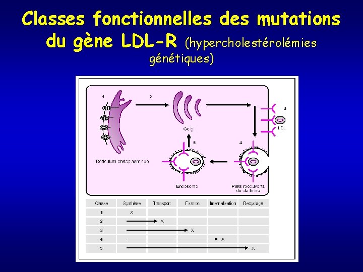 Classes fonctionnelles des mutations du gène LDL-R (hypercholestérolémies génétiques) 