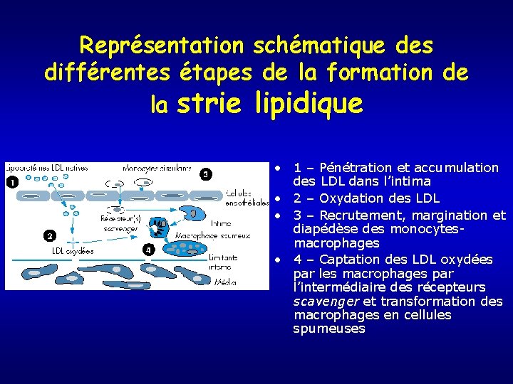 Représentation schématique des différentes étapes de la formation de la strie lipidique • 1