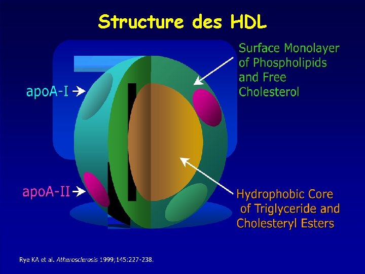 Structure des HDL 