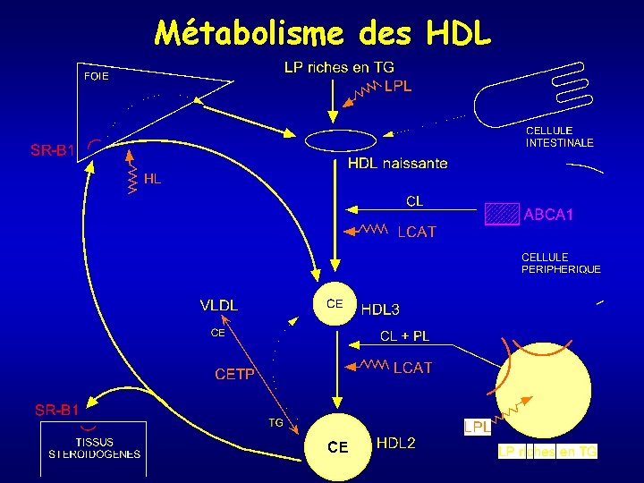 Métabolisme des HDL 