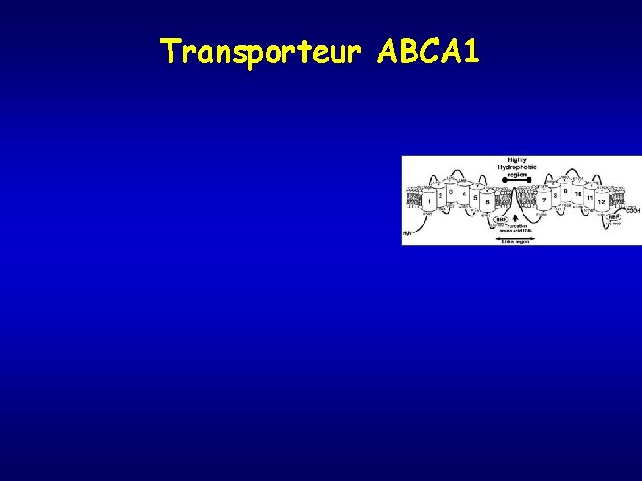 Transporteur ABCA 1 