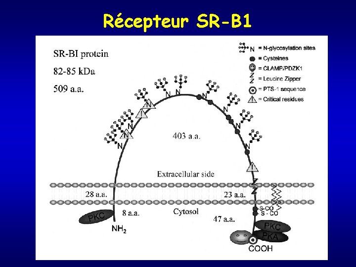 Récepteur SR-B 1 