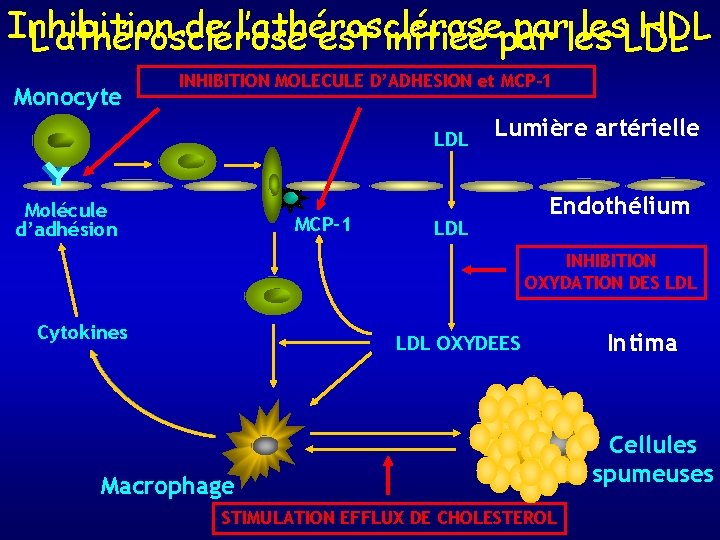 Inhibition de l’athérosclérose parles les. LDL HDL L’athérosclérose est initiée par Monocyte INHIBITION MOLECULE