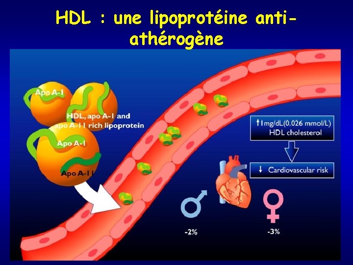 HDL : une lipoprotéine antiathérogène 
