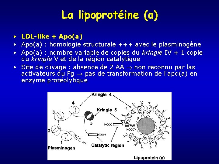 La lipoprotéine (a) • LDL-like + Apo(a) • Apo(a) : homologie structurale +++ avec
