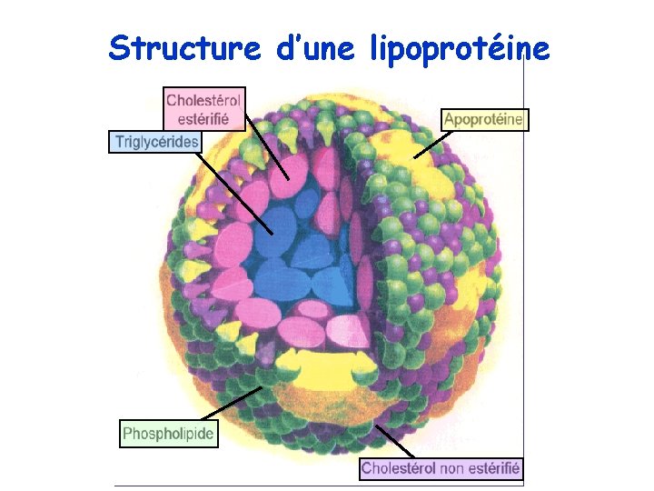 Structure d’une lipoprotéine 