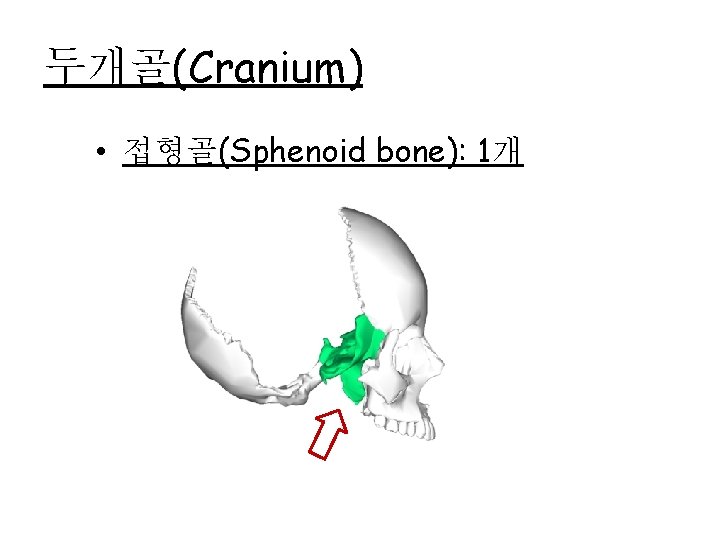 두개골(Cranium) • 접형골(Sphenoid bone): 1개 
