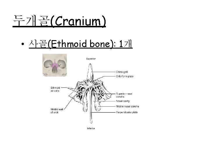 두개골(Cranium) • 사골(Ethmoid bone): 1개 