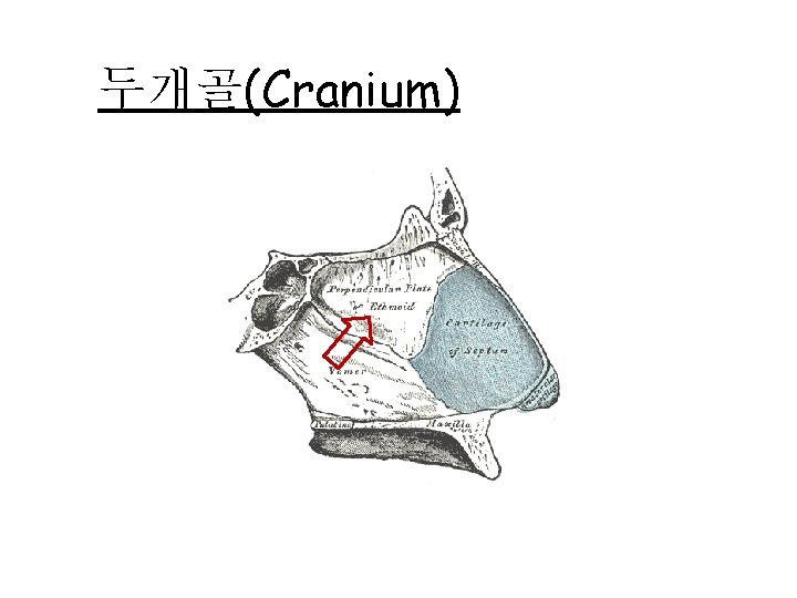 두개골(Cranium) 