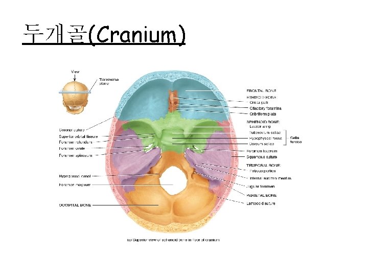 두개골(Cranium) 