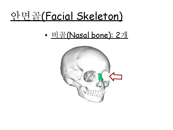 안면골(Facial Skeleton) • 비골(Nasal bone): 2개 