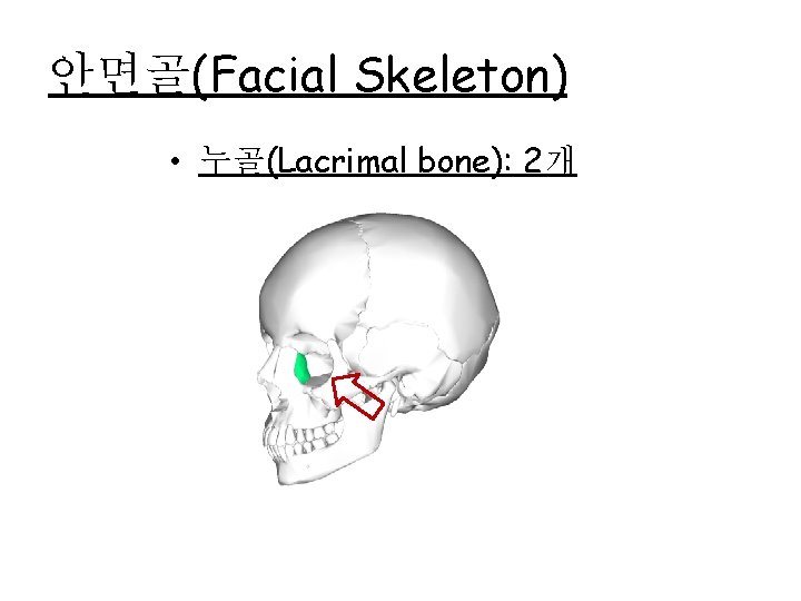 안면골(Facial Skeleton) • 누골(Lacrimal bone): 2개 