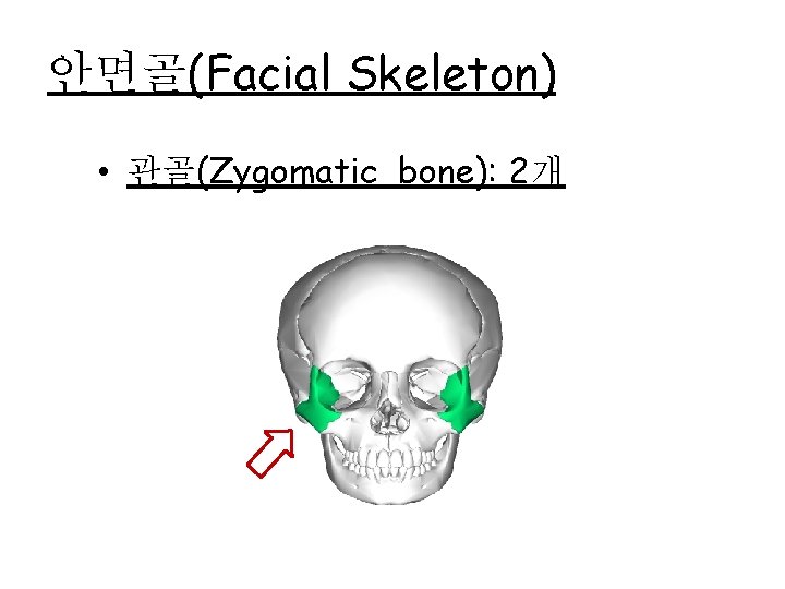 안면골(Facial Skeleton) • 관골(Zygomatic bone): 2개 