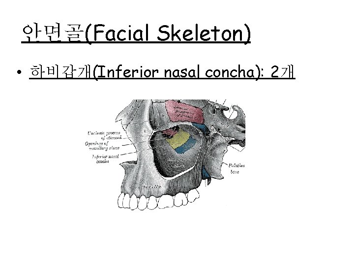 안면골(Facial Skeleton) • 하비갑개(Inferior nasal concha): 2개 
