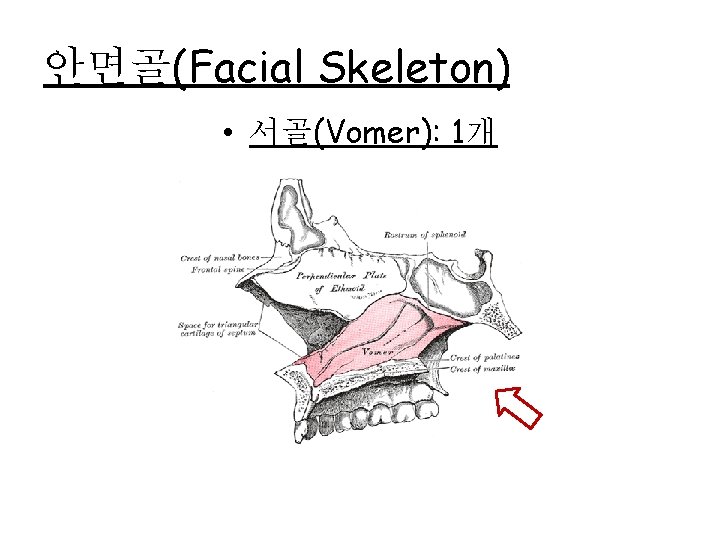 안면골(Facial Skeleton) • 서골(Vomer): 1개 