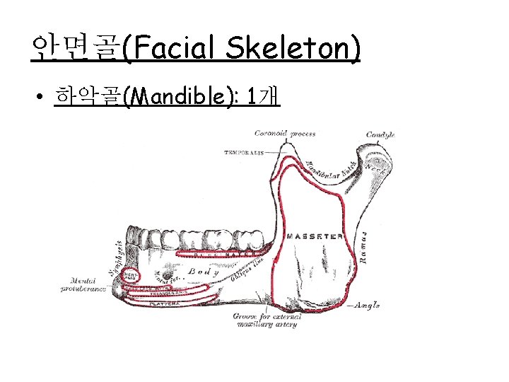 안면골(Facial Skeleton) • 하악골(Mandible): 1개 
