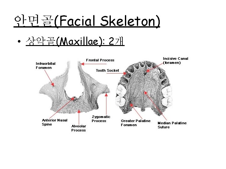 안면골(Facial Skeleton) • 상악골(Maxillae): 2개 