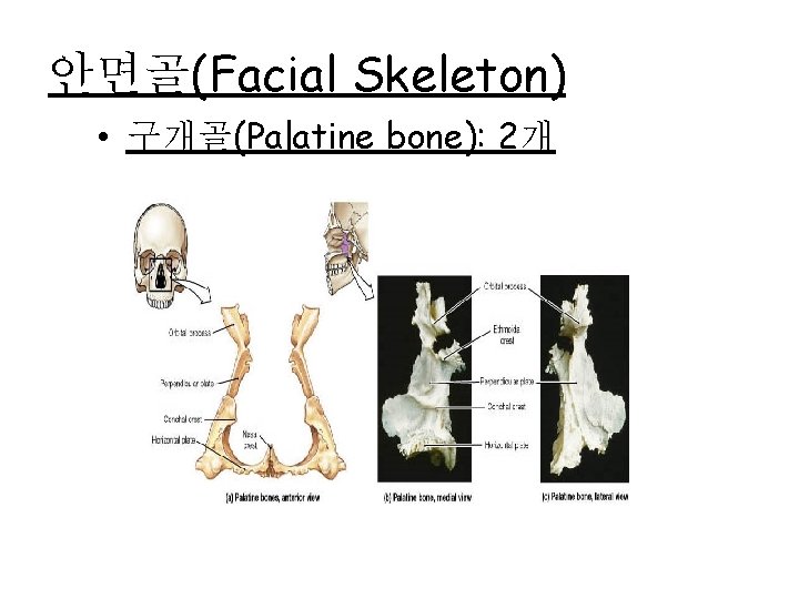안면골(Facial Skeleton) • 구개골(Palatine bone): 2개 