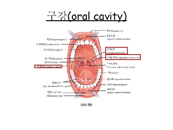 구강(oral cavity) 