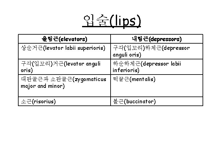 입술(lips) 올림근(elevators) 내림근(depressors) 상순거근(levator labii superioris) 구각(입꼬리)하체근(depressor anguli oris) 구각(입꼬리)거근(levator anguli oris) 하순하체근(depressor labii