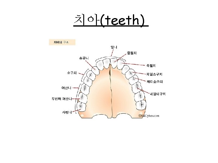 치아(teeth) 