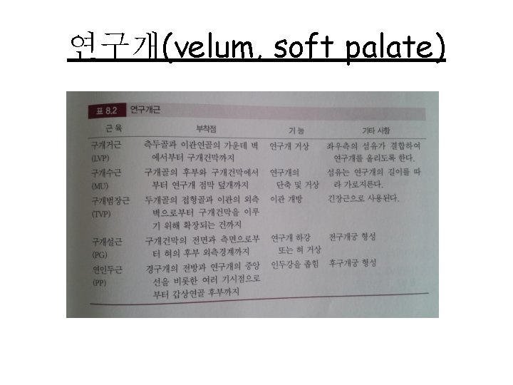 연구개(velum, soft palate) 