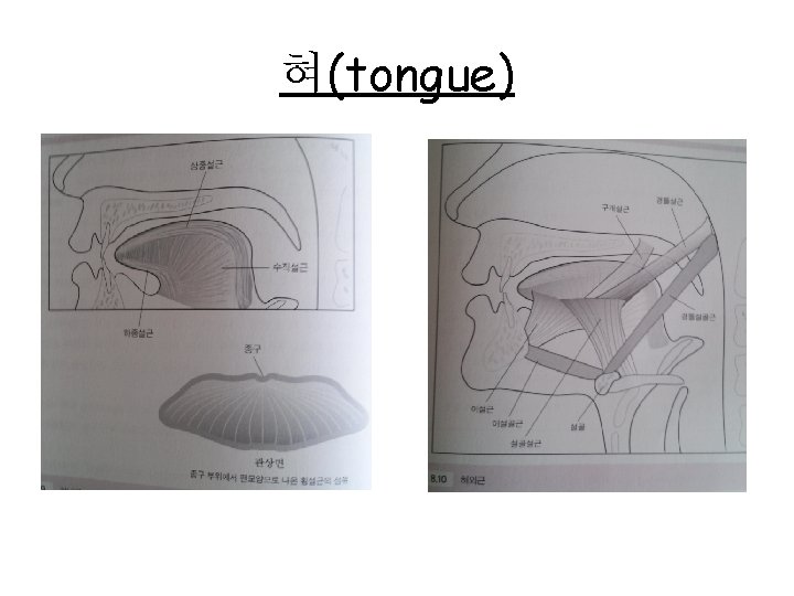 혀(tongue) 