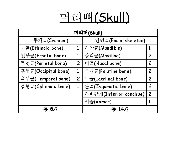 머리뼈(Skull) 안면골(Facial skeleton) 두개골(Cranium) 사골(Ethmoid bone) 1 하악골(Mandible) 1 전두골(Frontal bone) 1 상악골(Maxillae) 2