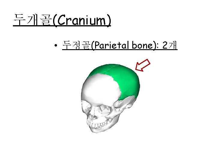 두개골(Cranium) • 두정골(Parietal bone): 2개 