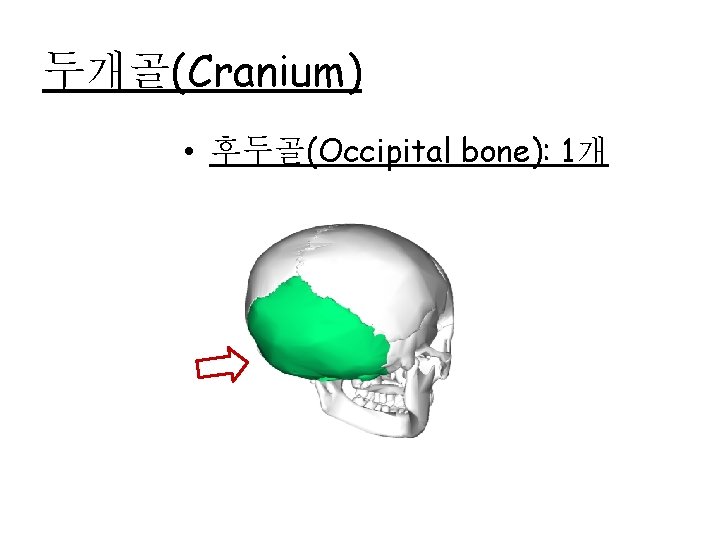 두개골(Cranium) • 후두골(Occipital bone): 1개 