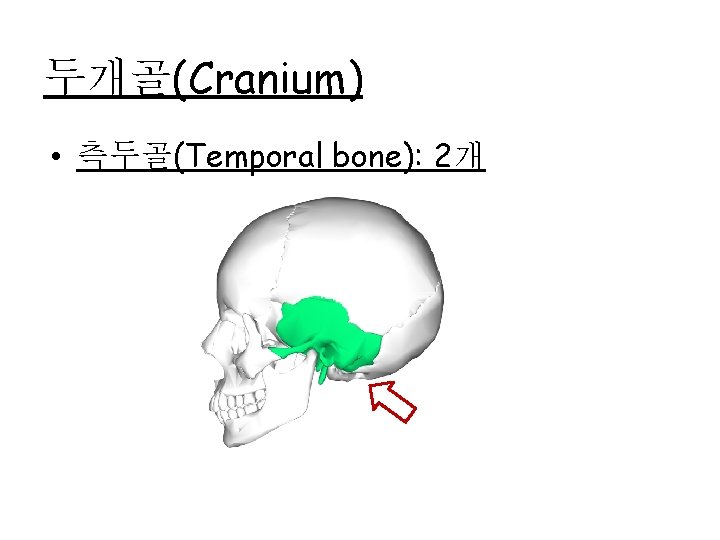 두개골(Cranium) • 측두골(Temporal bone): 2개 