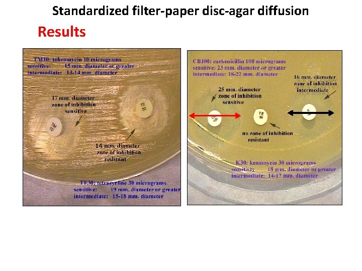 Standardized filter-paper disc-agar diffusion Results 