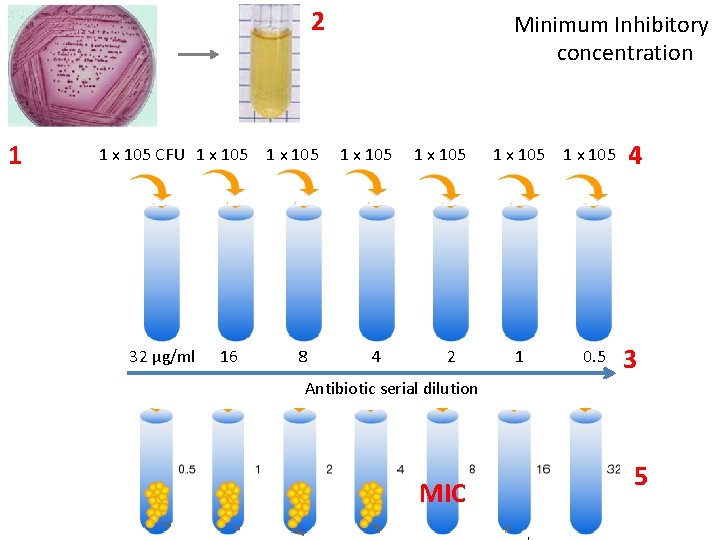2 1 1 x 105 CFU 1 x 105 32 µg/ml 16 8 Minimum