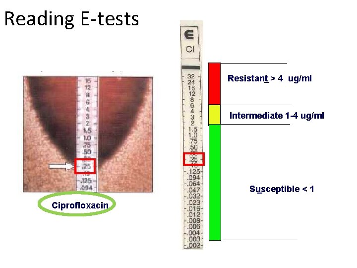 Reading E-tests Resistant > 4 ug/ml Intermediate 1 -4 ug/ml Susceptible < 1 Ciprofloxacin