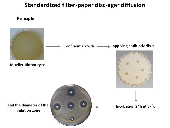 Standardized filter-paper disc-agar diffusion Principle Confluent growth Applying antibiotic disks Mueller Hinton agar Read