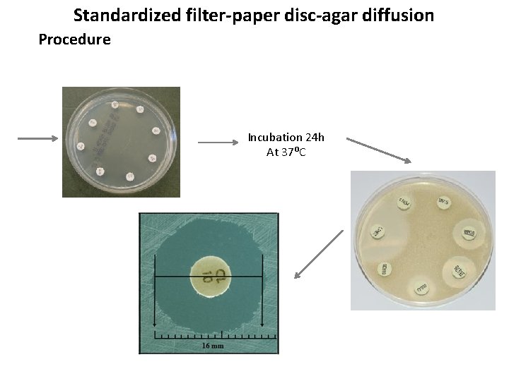 Standardized filter-paper disc-agar diffusion Procedure Incubation 24 h At 37⁰C 