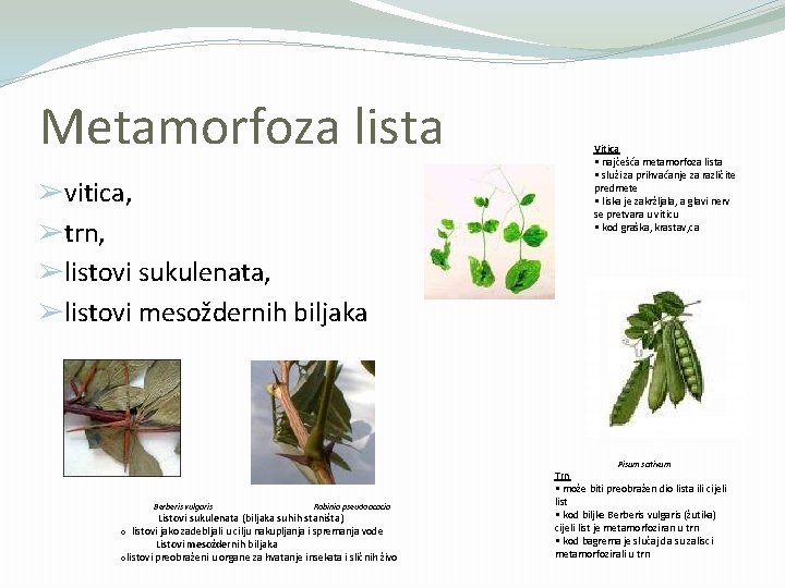 Metamorfoza lista ➢vitica, ➢trn, ➢listovi sukulenata, ➢listovi mesoždernih biljaka Vitica • najčešća metamorfoza lista