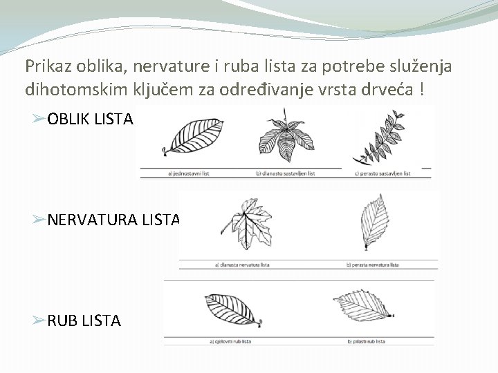 Prikaz oblika, nervature i ruba lista za potrebe služenja dihotomskim ključem za određivanje vrsta