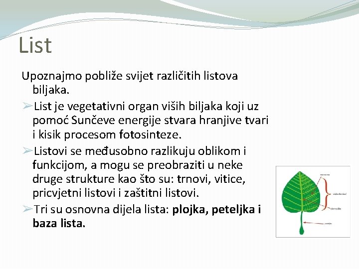 List Upoznajmo pobliže svijet različitih listova biljaka. ➢List je vegetativni organ viših biljaka koji