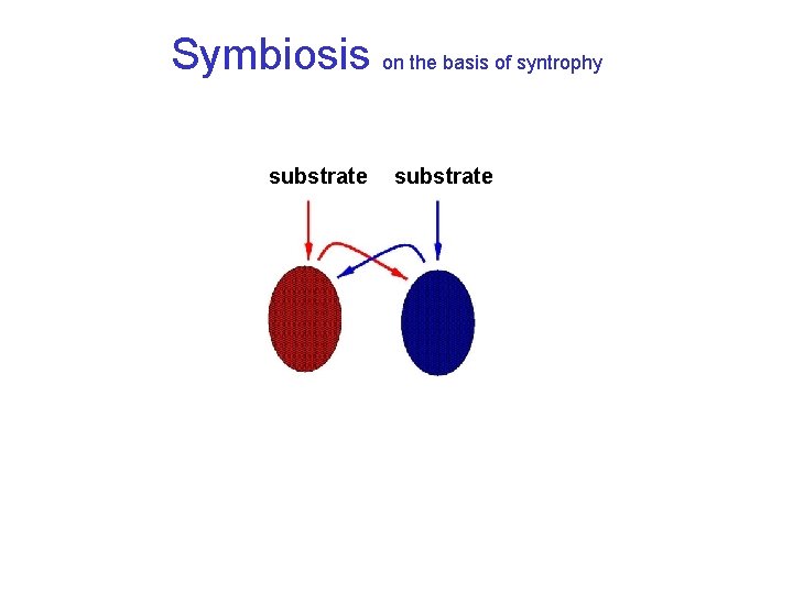 Symbiosis on the basis of syntrophy substrate 