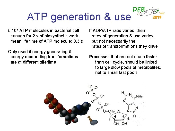 ATP generation & use 5 106 ATP molecules in bacterial cell enough for 2