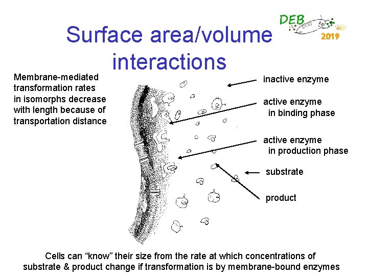 Surface area/volume interactions Membrane-mediated transformation rates in isomorphs decrease with length because of transportation