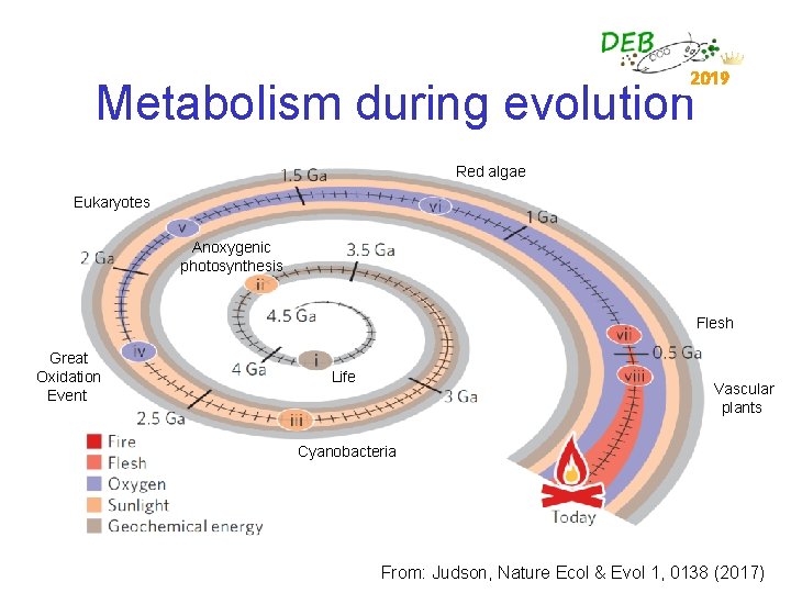 2019 Metabolism during evolution Red algae Eukaryotes Anoxygenic photosynthesis Flesh Great Oxidation Event Life