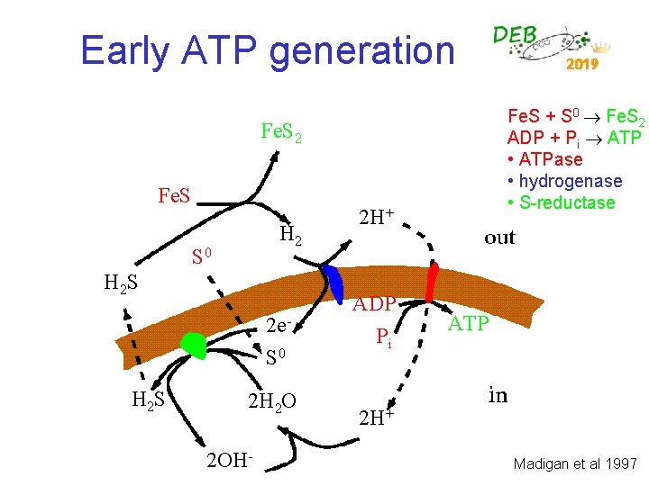 Early ATP generation Fe. S + S 0 Fe. S 2 ADP + Pi