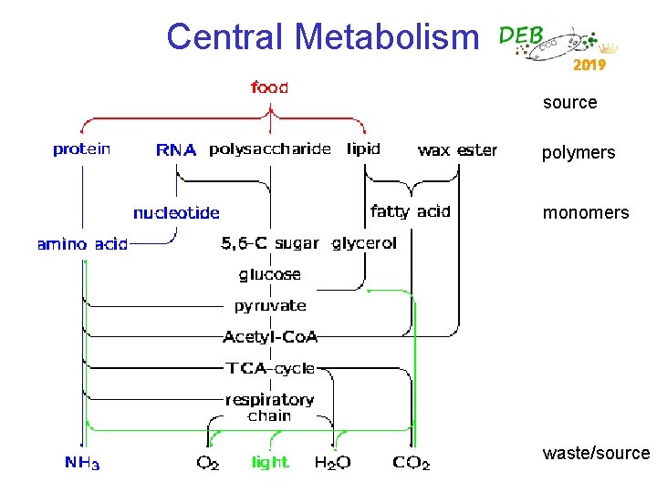 Central Metabolism 2019 source polymers monomers waste/source 